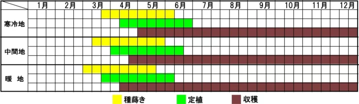 ミツバの栽培カレンダー